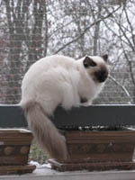 chat sacré de birmanie sous la neige