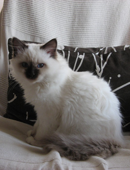 chaton sacré de birmanie
