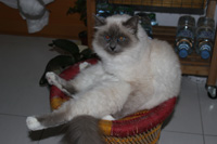 elisia-sacré de birmanie-assise