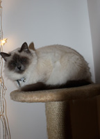 elisia-sacré de birmanie blue point