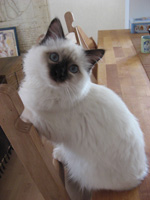 femelle sacré de birmanie adolescente