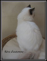 <femelle sacré de birmanie de dos>