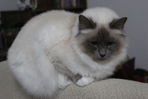 femelle sacré de birmanie blue point
