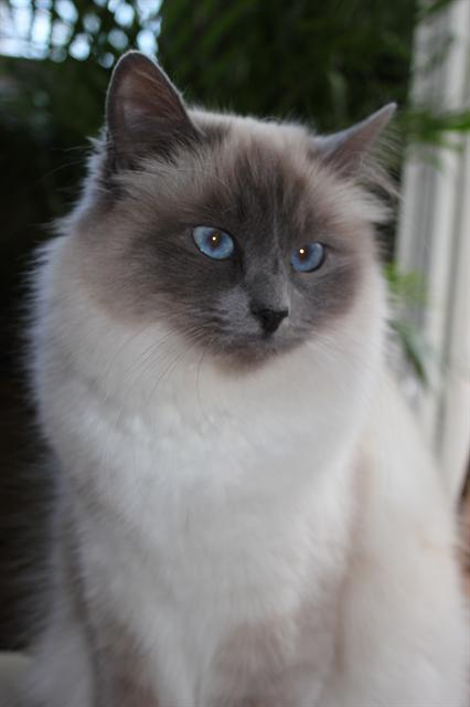 femelle blue point